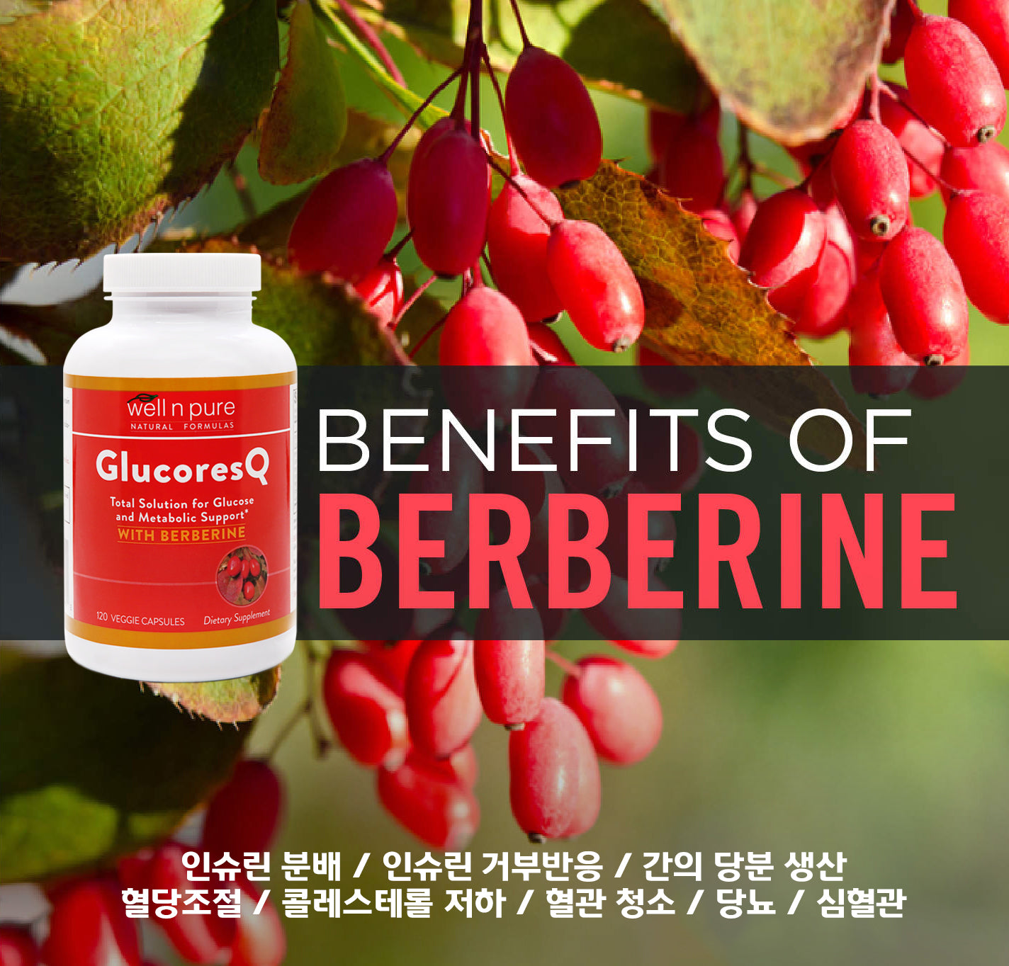 *NEW* GlucoresQ 글루코레스 큐